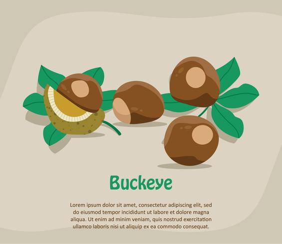 illustration de buckeye vecteur