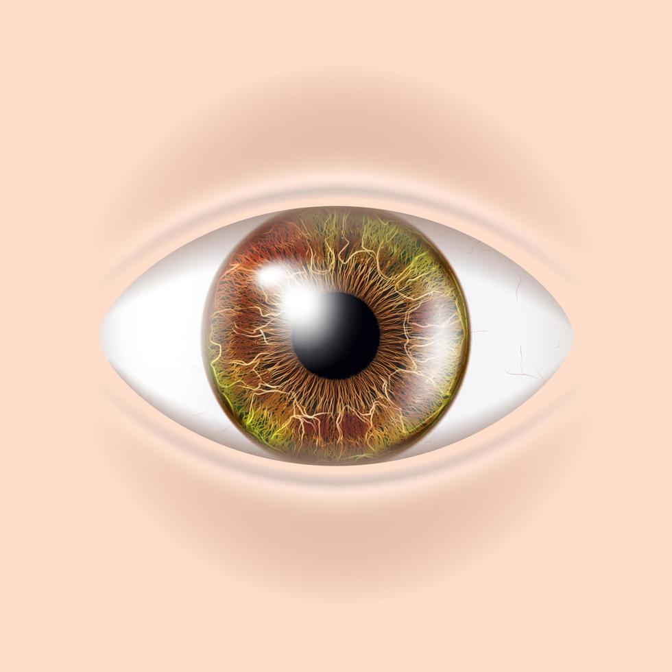 vecteur de l'œil humain. examination visuelle. contrôle du corps. illustration d'anatomie réaliste