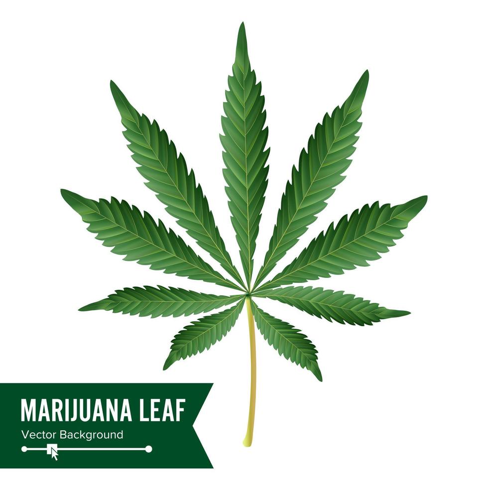 vecteur d'icône de cannabis. illustration de plante verte médicale isolée sur fond blanc. élément de conception graphique pour imprimables, web, impressions, t-shirt.