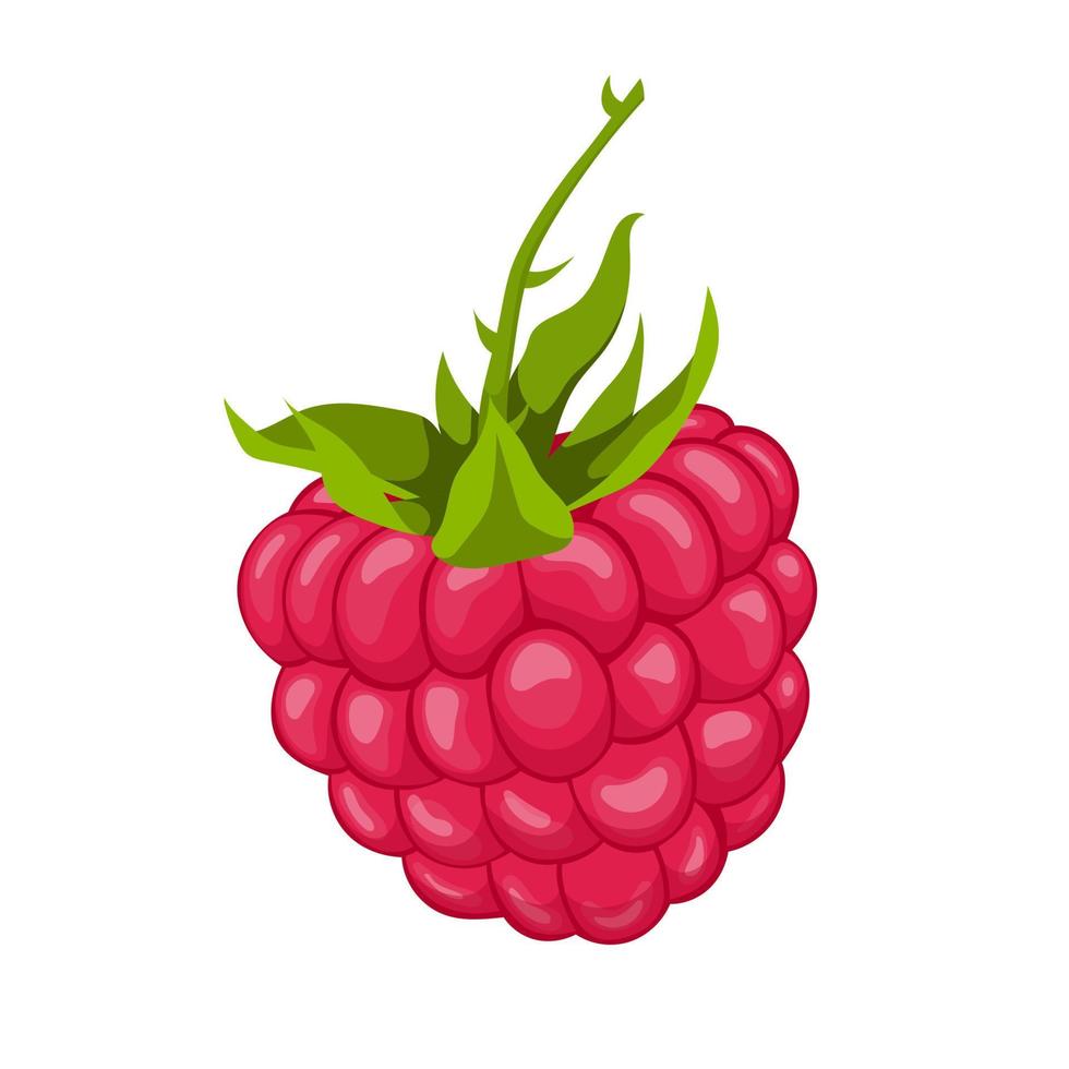 illustration vectorielle de framboise alimentaire dessin animé vecteur