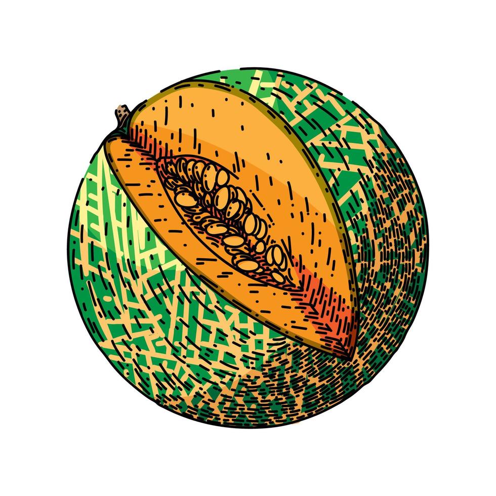 melon cantaloup croquis vecteur dessiné à la main