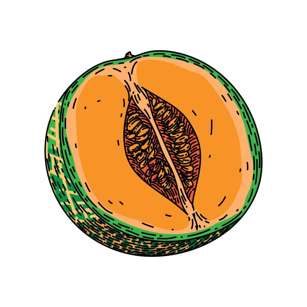 melon cantaloup coupé croquis vecteur dessiné à la main