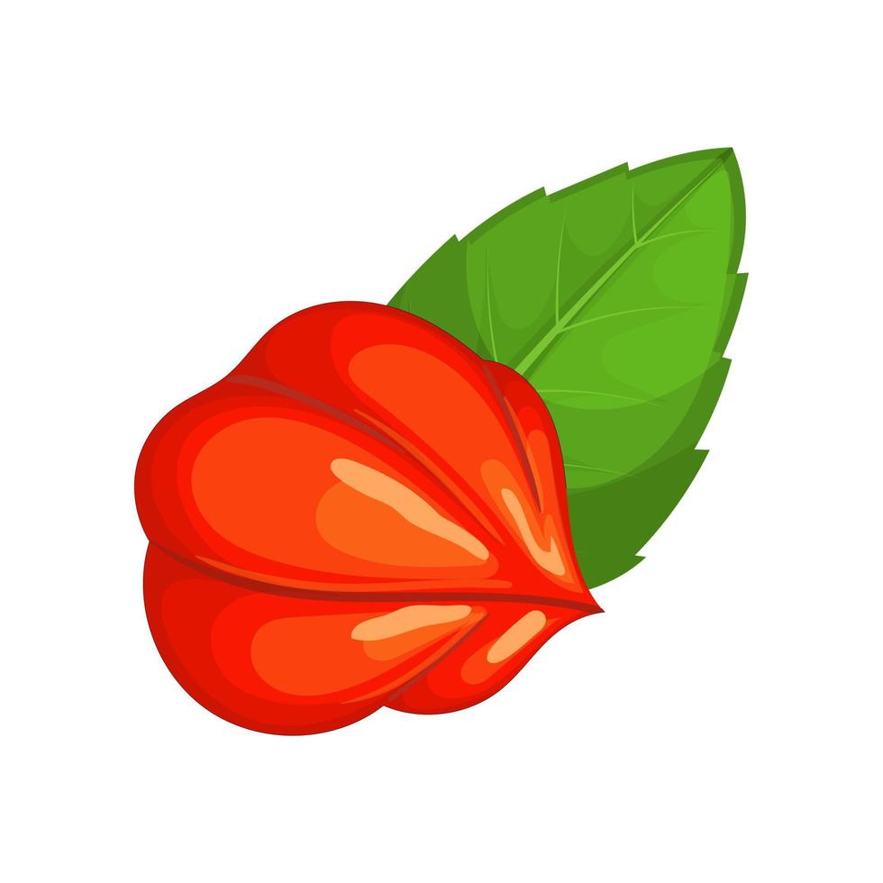 illustration vectorielle de dessin animé de feuille de fruit de guarana vecteur