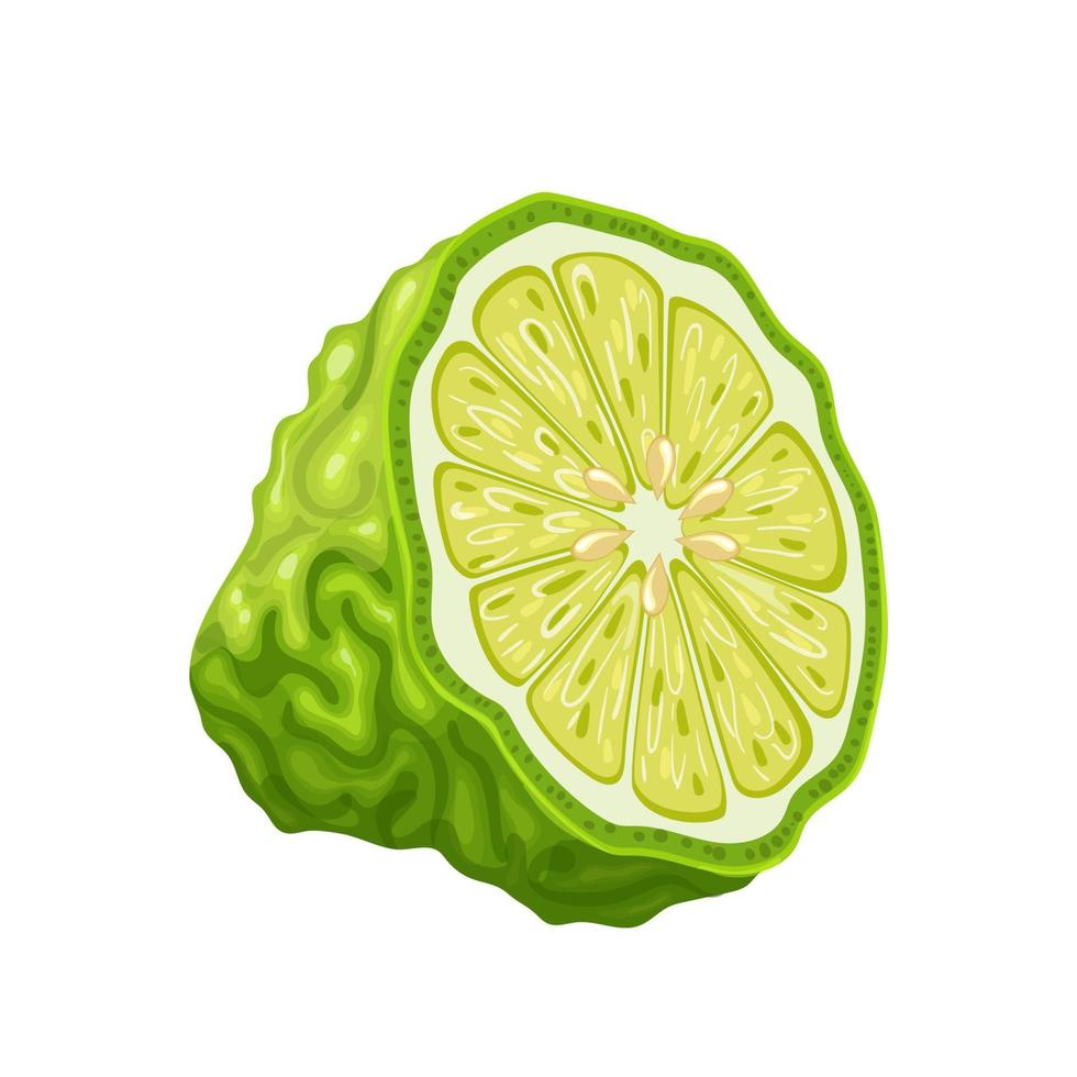 illustration vectorielle de bergamote tranche dessin animé vecteur