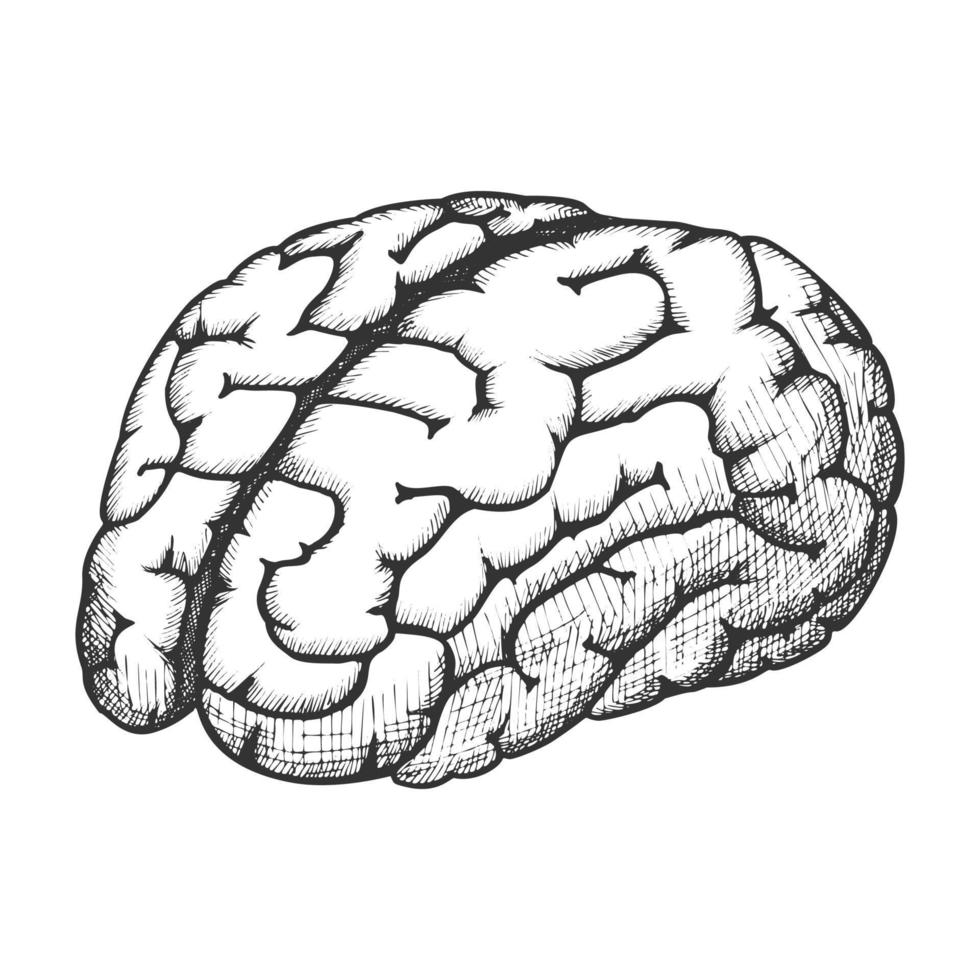 organe anatomique cerveau humain vecteur monochrome