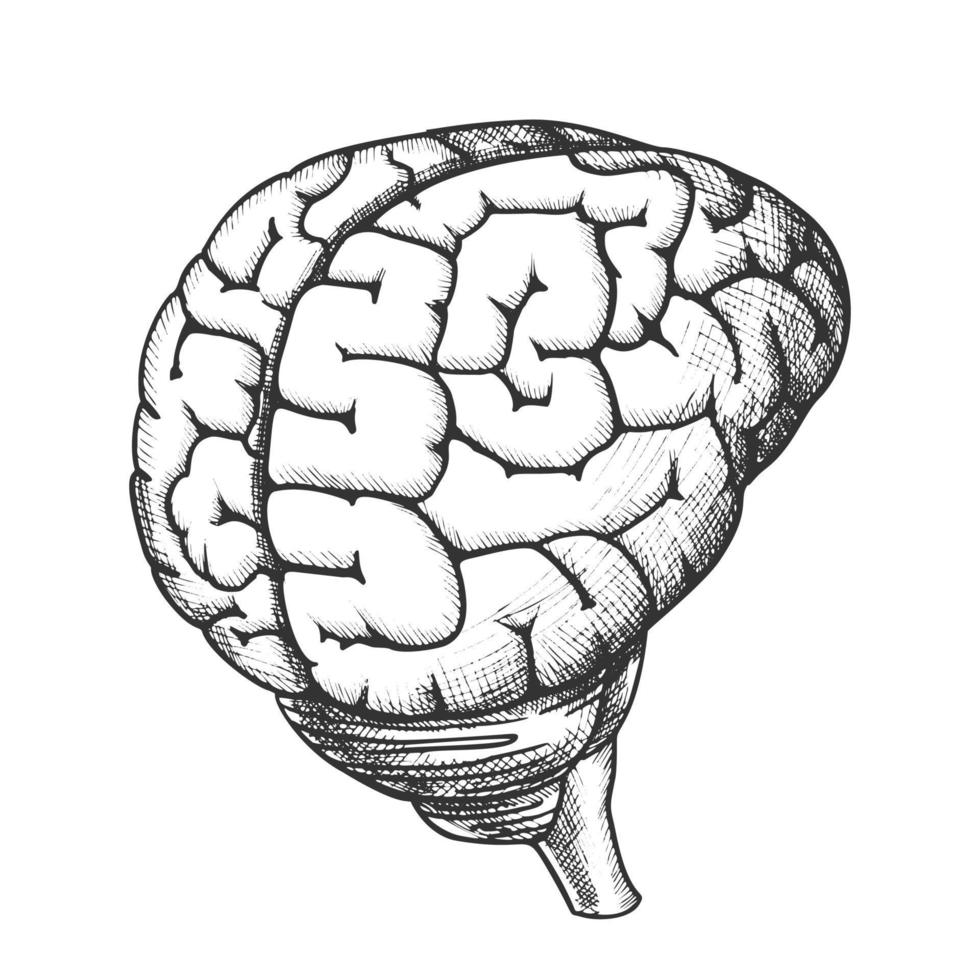 tête anatomique, organe, cerveau humain, vendange, vecteur