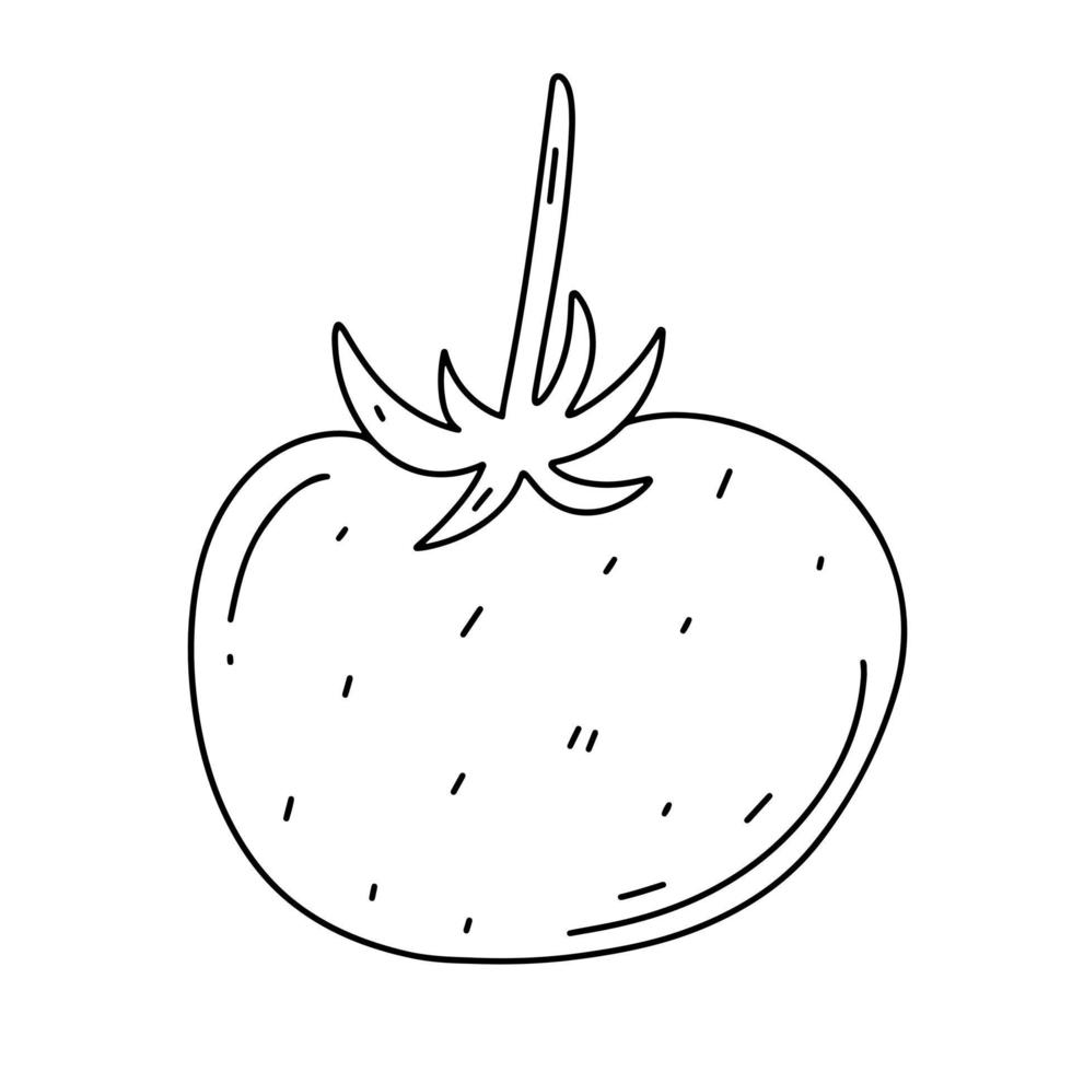 tomate dans un style doodle dessiné à la main. nourriture écologique biologique. Isolé sur le fond blanc. illustration vectorielle pour affiche, étiquette, menu, web. illustration vectorielle de tomate dessinés à la main. vecteur