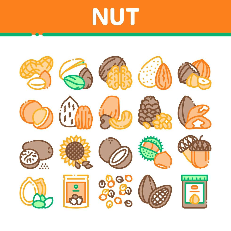 noix nourriture différentes icônes de collection set vector