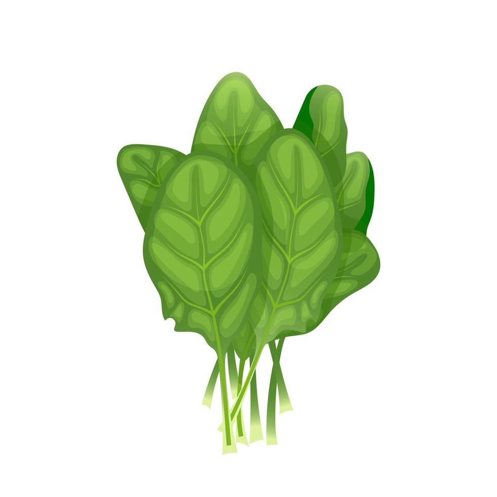 illustration vectorielle de dessin animé vert feuille d'épinards vecteur