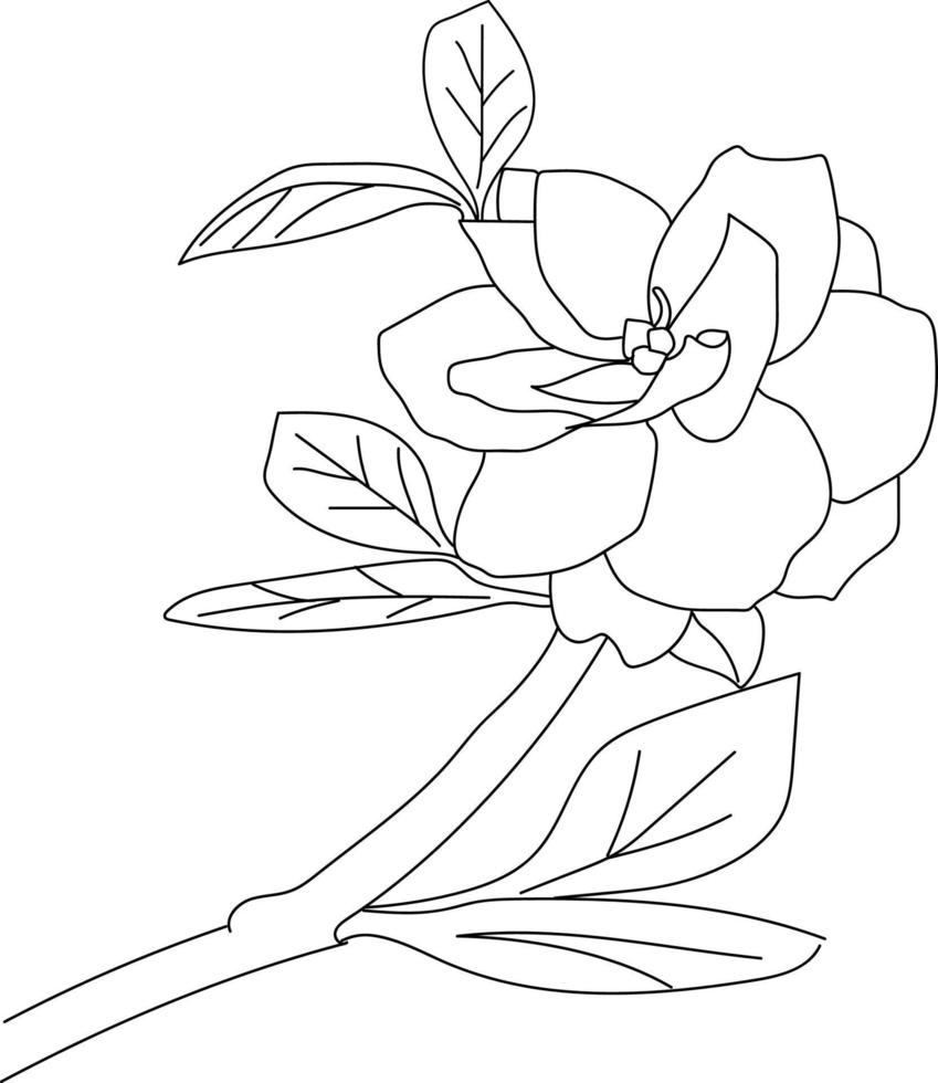 illustration vectorielle de drainage de fleurs de gardénia dessiné à la main, illustration artistique de jasmin, page de coloriage de simplicité isolée sur fond blanc vecteur
