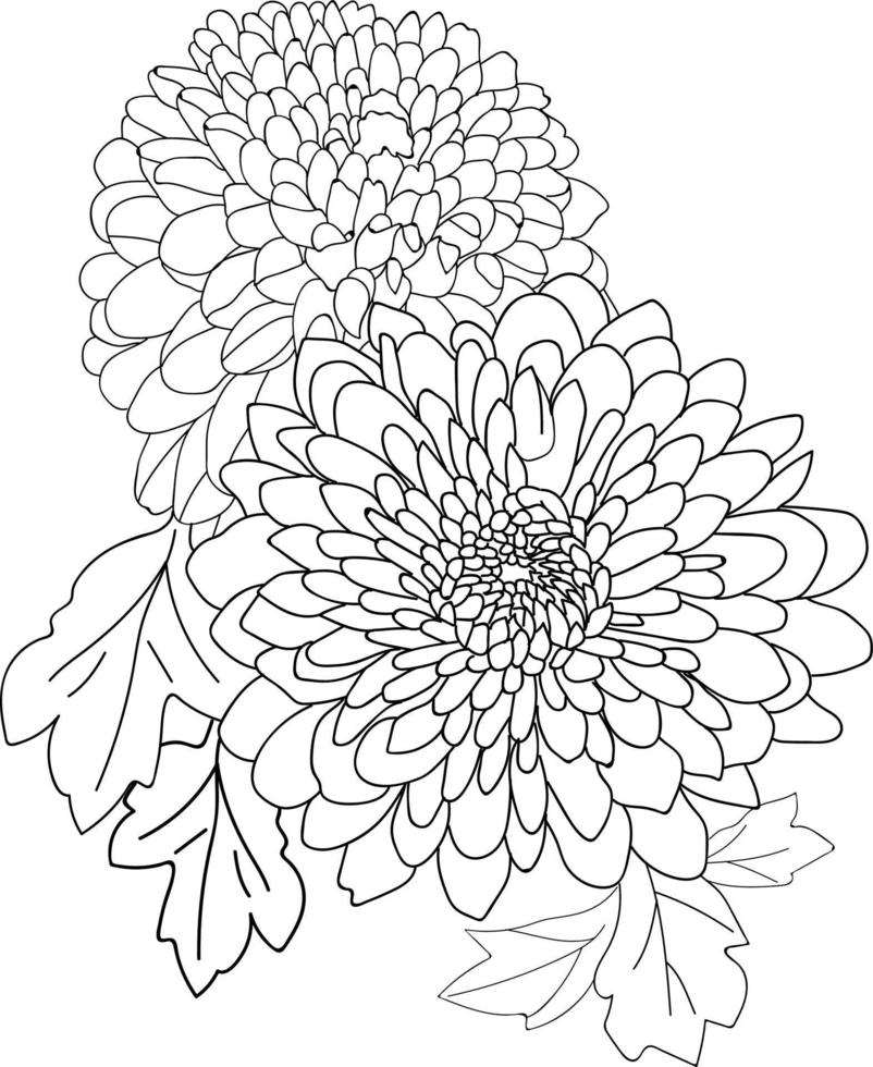 chrysanthème fleur tropicale, illustration de croquis de vecteur. croquis fleur d'hibiscus, signe rétro fleur isolé. élément floral dessiné à la main pour l'impression de tissu, les médias sociaux ou le signe graphique d'étiquette romantique. vecteur