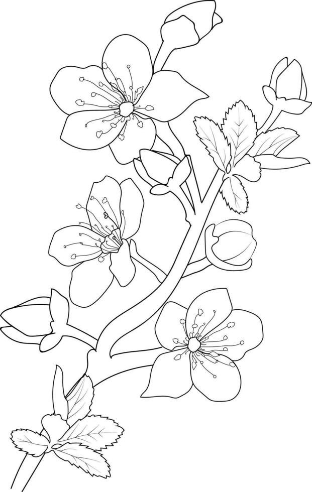 croquis d'illustration de fleurs de cerisier dessinées à la main isolées sur blanc. fleur de printemps et style d'art à l'encre, jardin botanique, vecteur