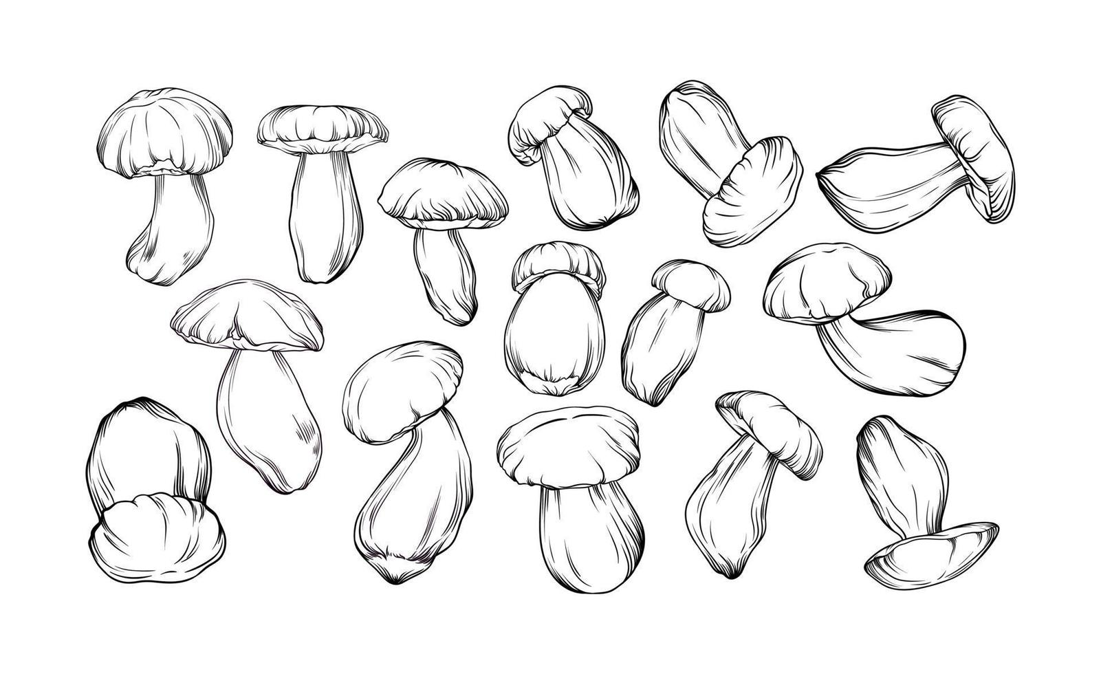 ensemble vectoriel de cèpes monochromes dessinés avec un contour noir. les champignons simples sont montrés en gros plan. illustration botanique