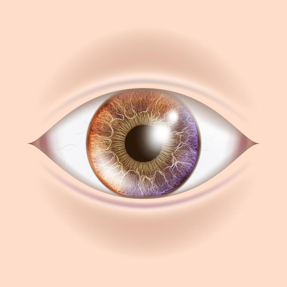 vecteur de l'œil humain. contrôle optométriste. épreuve d'organe. illustration d'anatomie réaliste