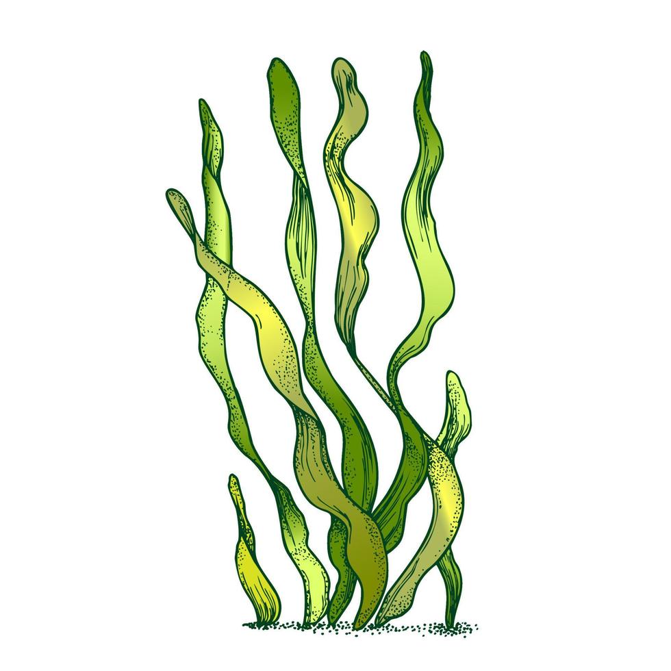 vecteur de doodle d'algues d'algues d'organismes sous-marins
