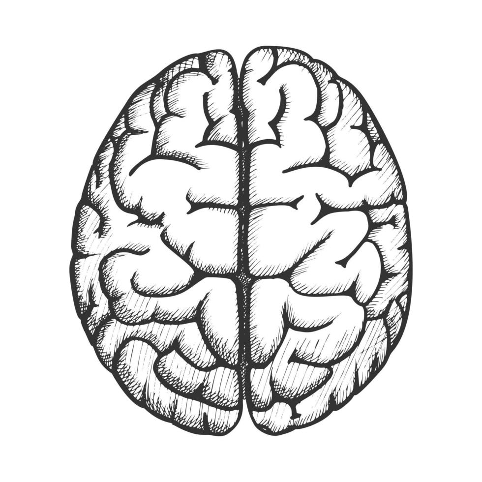 tête, organe, cerveau humain, vue dessus, vendange, vecteur