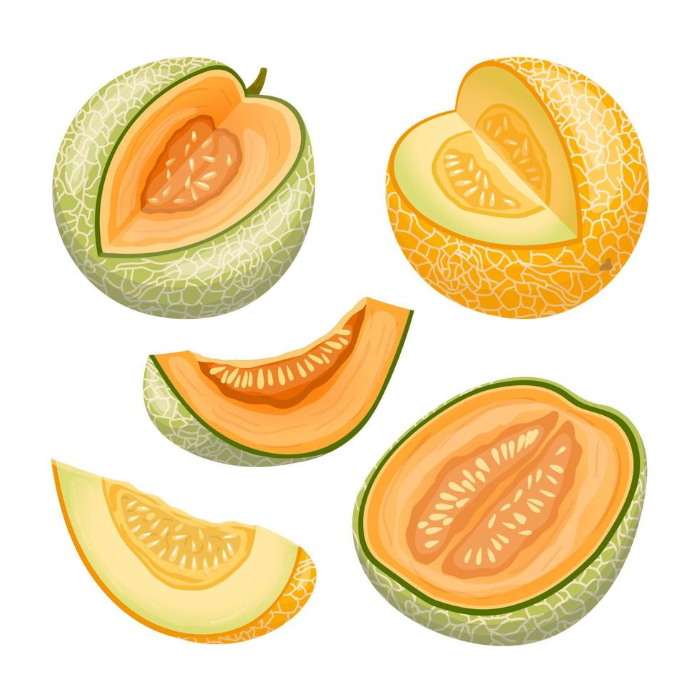 ensemble de fruits melon cantaloup illustration vectorielle de dessin animé vecteur