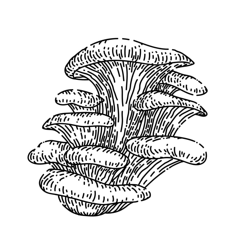 champignon pleurotus croquis vecteur dessiné à la main