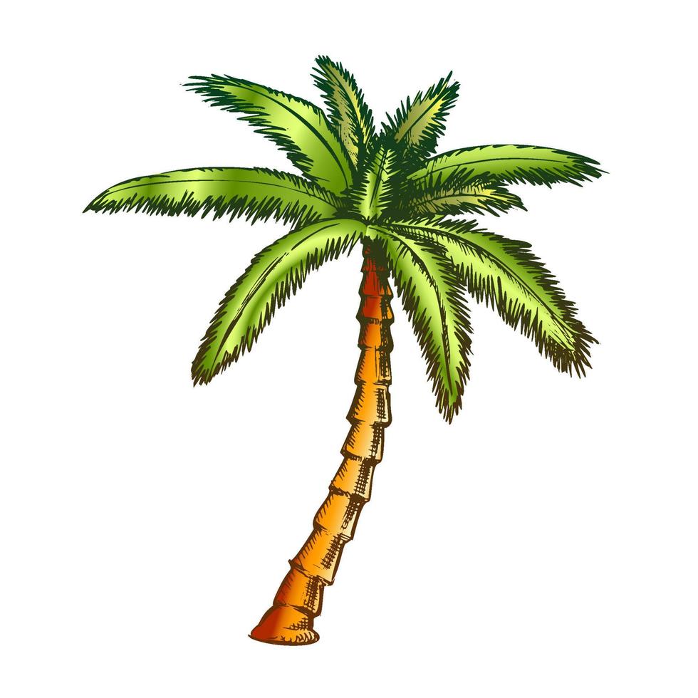 ruban ventilateur palmier arbre tropical vecteur de couleur