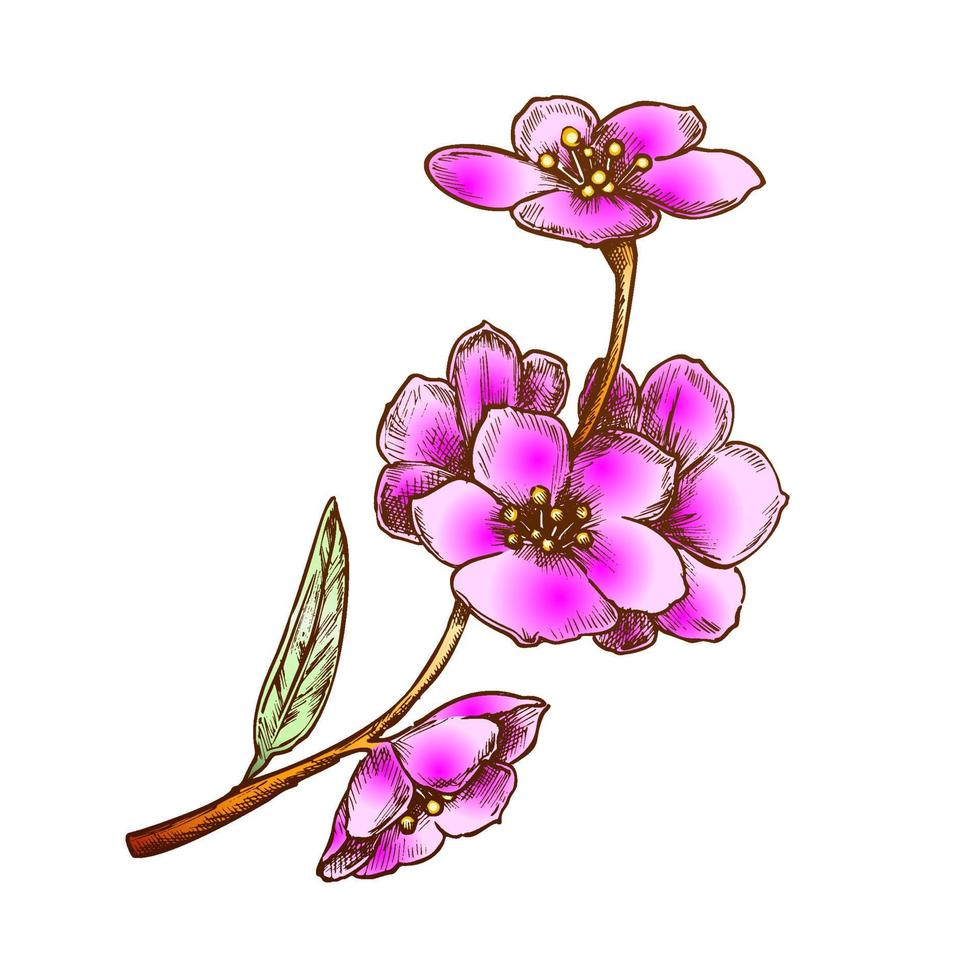 sakura national chine floraison arbre vecteur de couleur