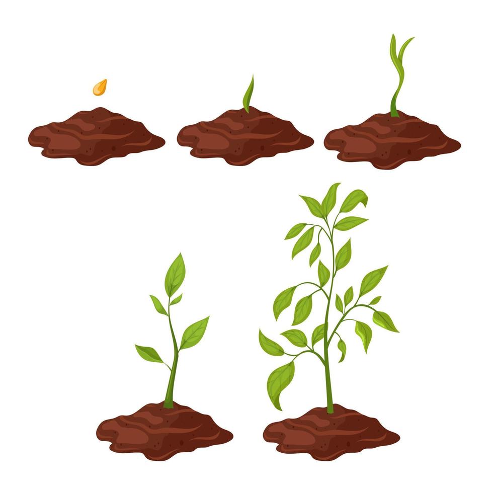 illustration vectorielle de plante gtowth dessin animé vecteur