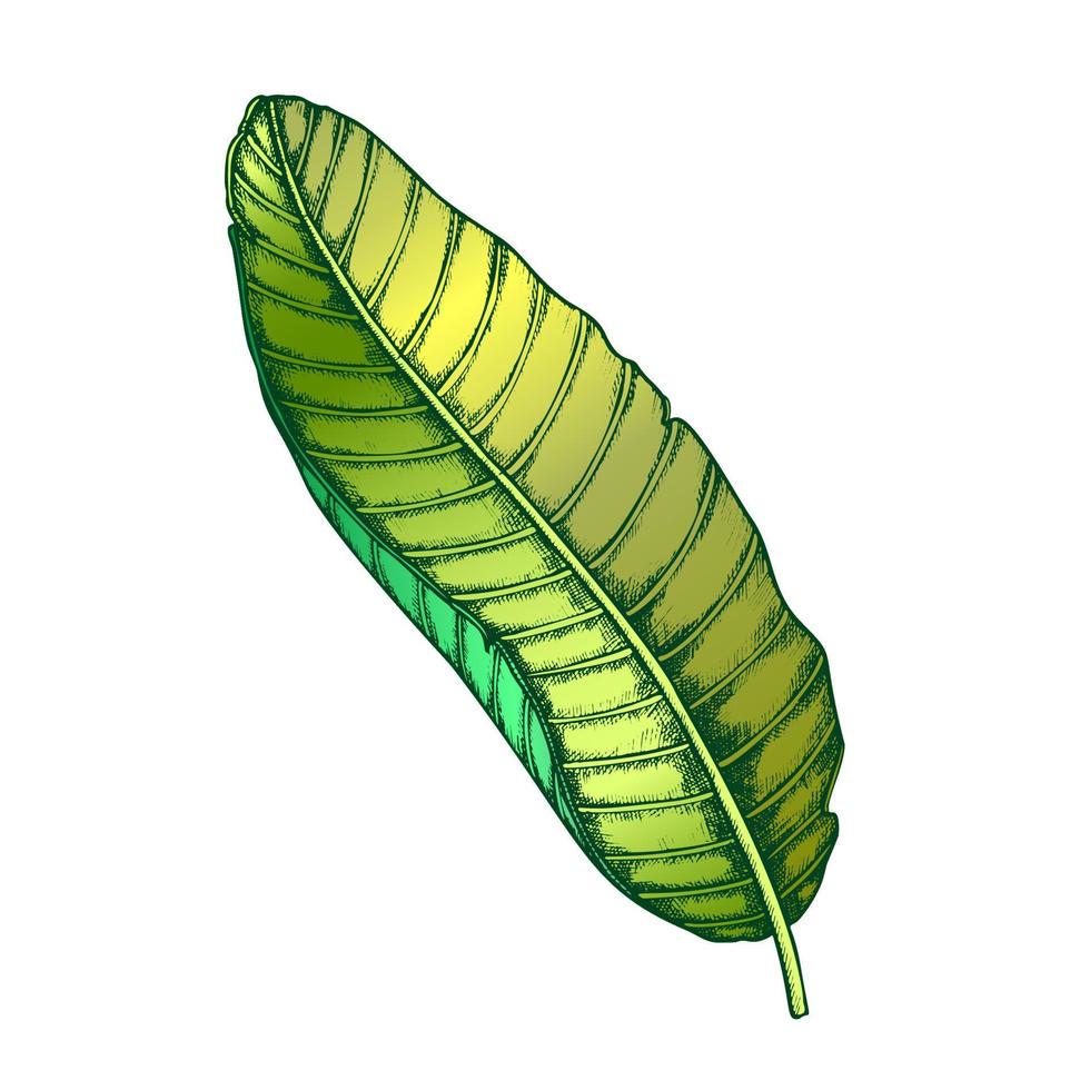 vecteur dessiné à la main de couleur de feuille exotique de banane