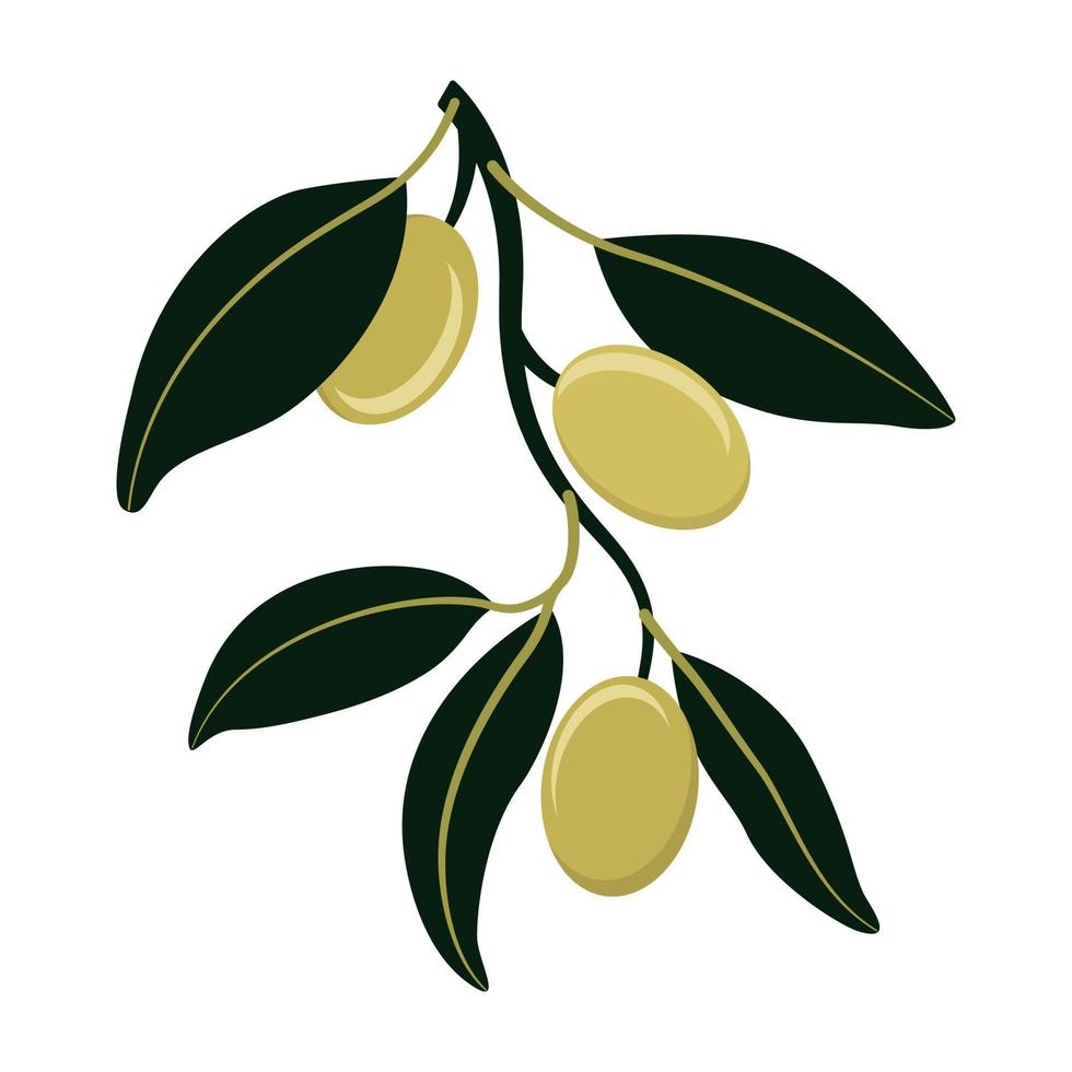 branche d'olivier aux olives vertes isolé sur fond blanc. style plat. illustration vectorielle vecteur