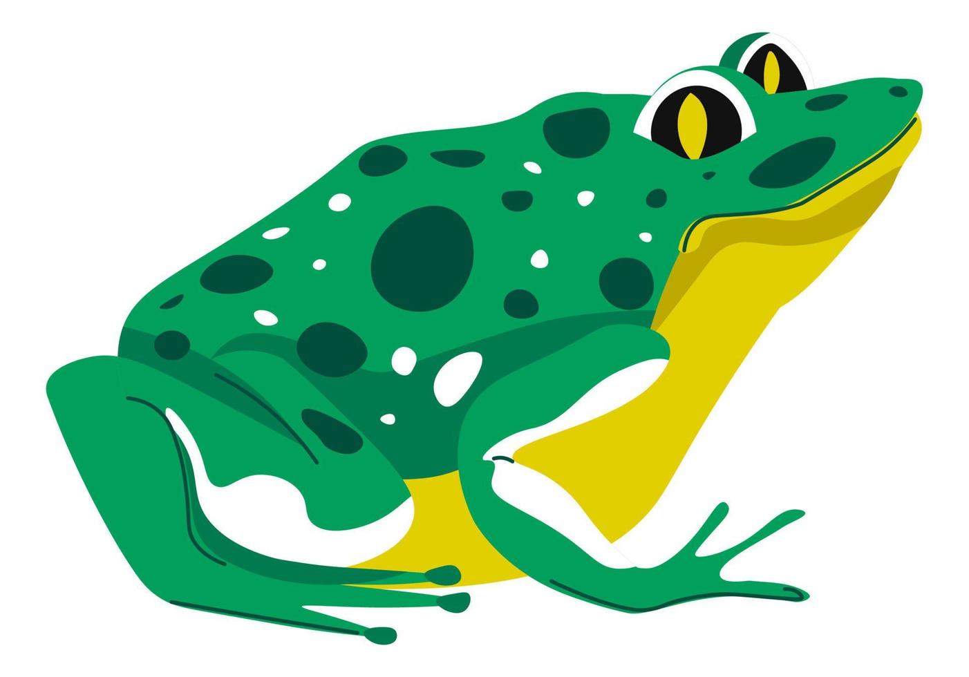 crapaud ou grenouille, vecteur de la faune animale amphibien