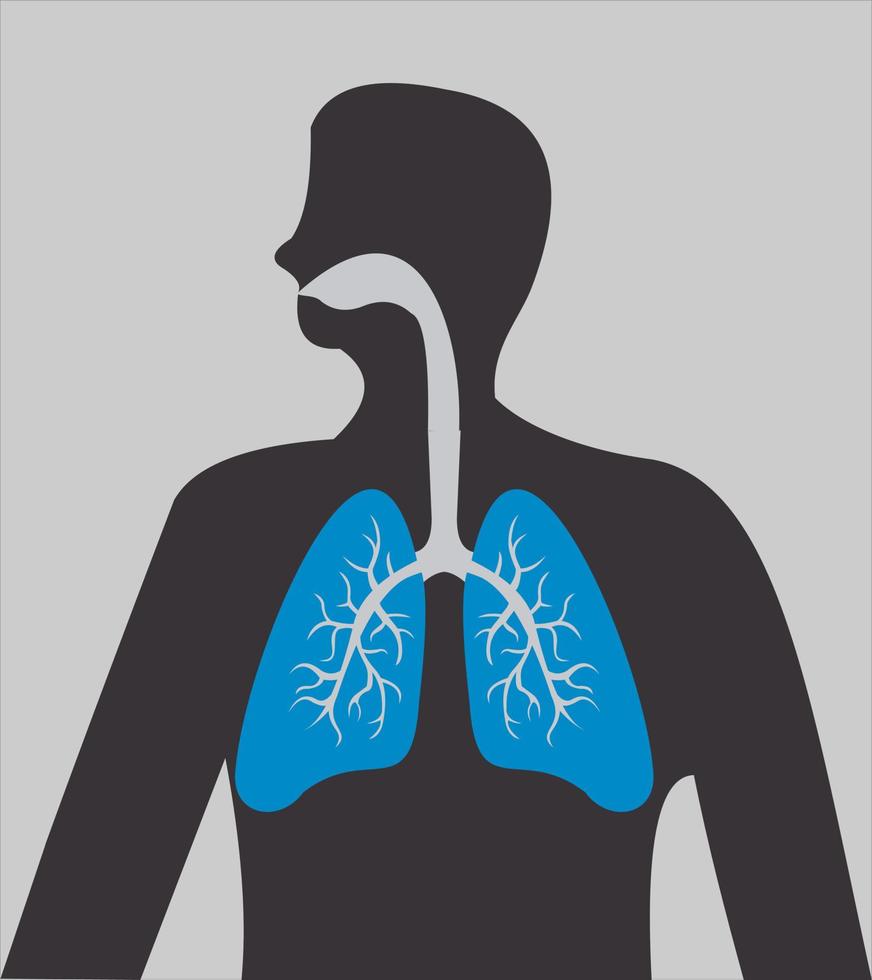 illustration vectorielle des poumons. parties du corps humain. respirateur vecteur