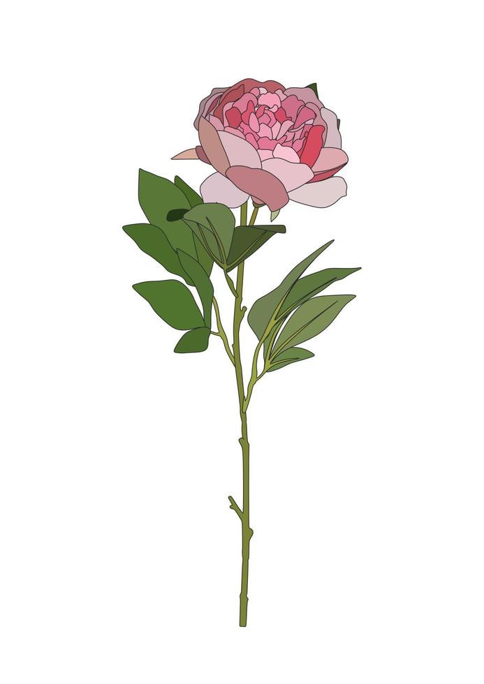 fleur de pivoine rose réaliste isolée sur fond blanc. vecteur
