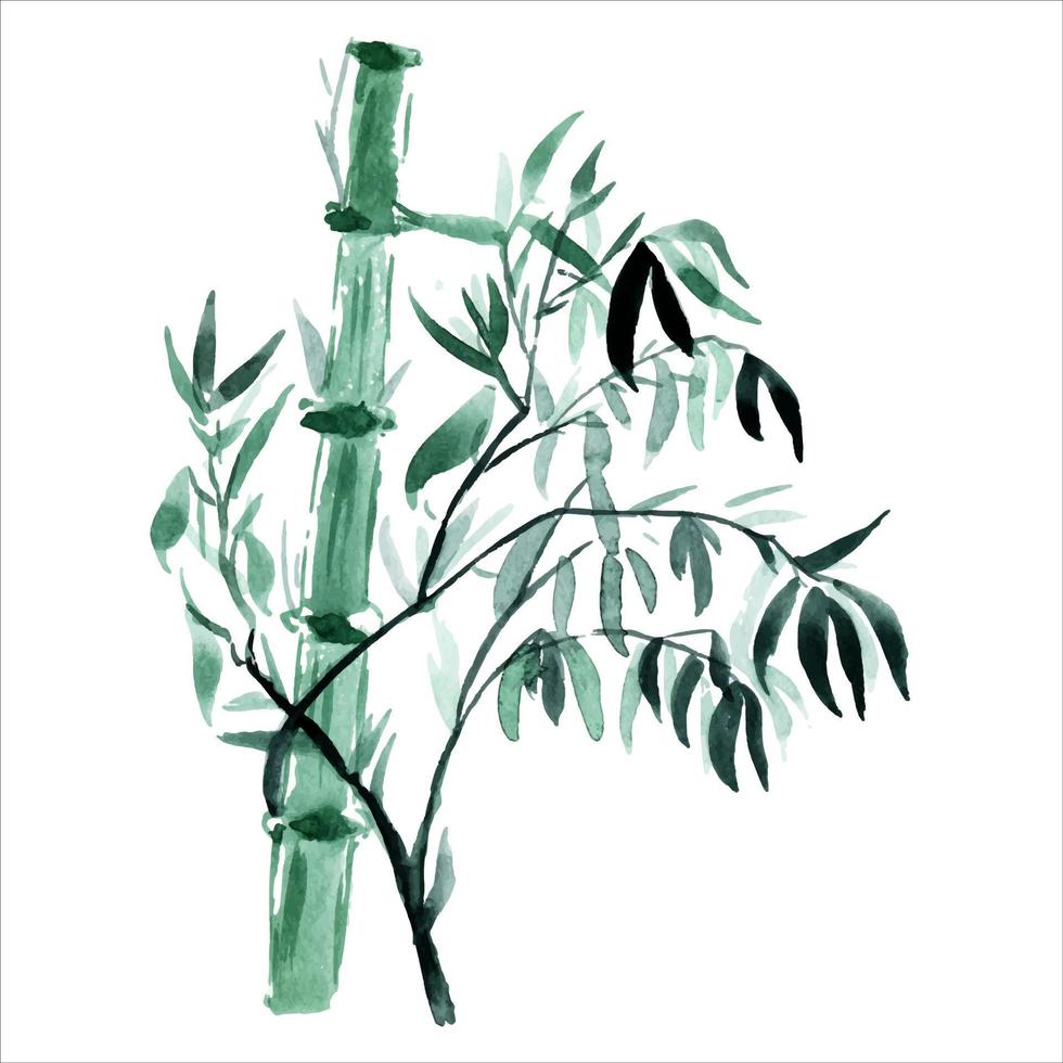 les branches de bambou sont peintes à l'aquarelle. plantes asiatiques. fond de bambou aquarelle décoratif. vecteur
