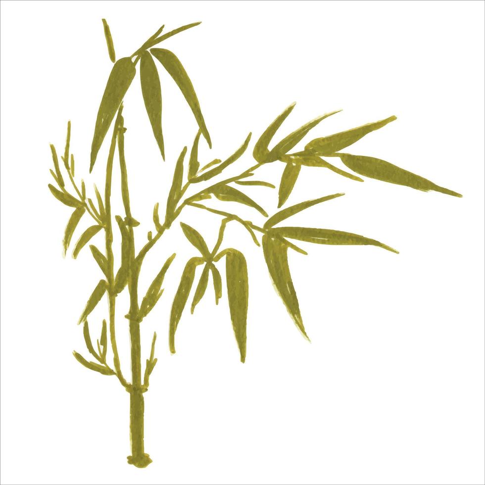 les branches de bambou sont peintes à l'aquarelle. plantes asiatiques. fond de bambou aquarelle décoratif. vecteur