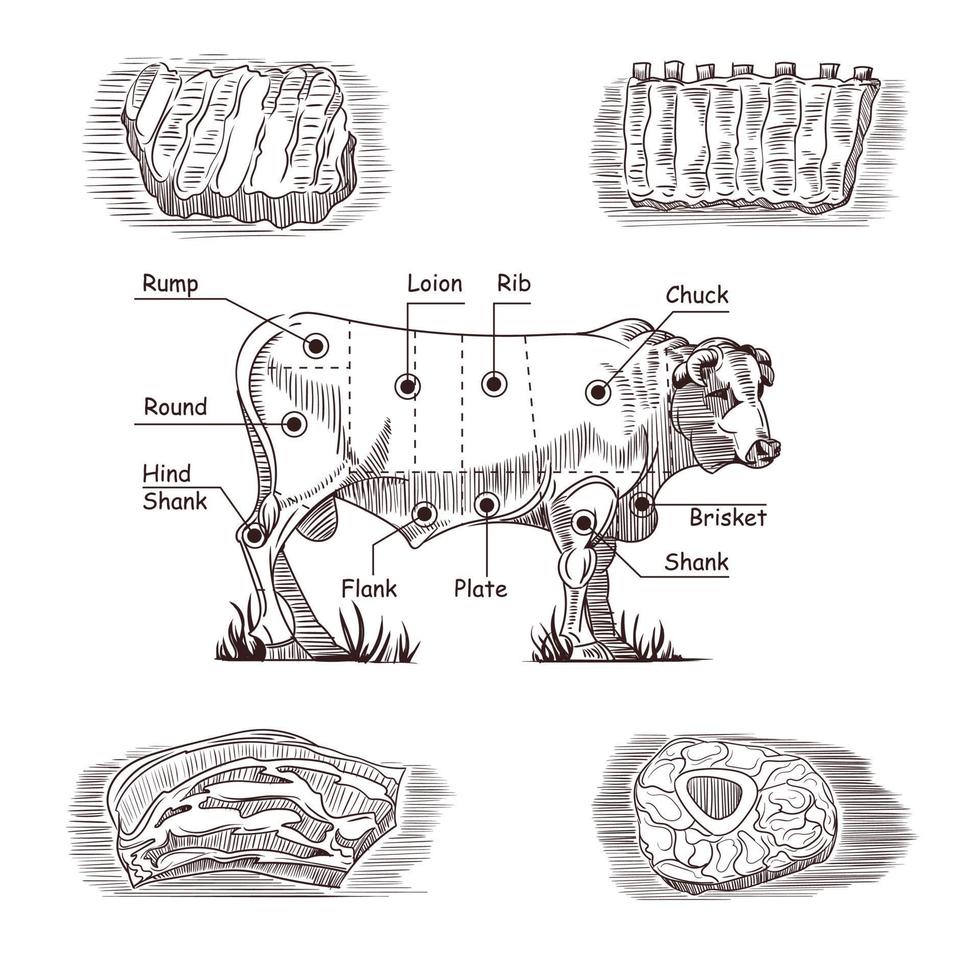 ensemble de dessins à la main sur le thème de la viande. vecteur