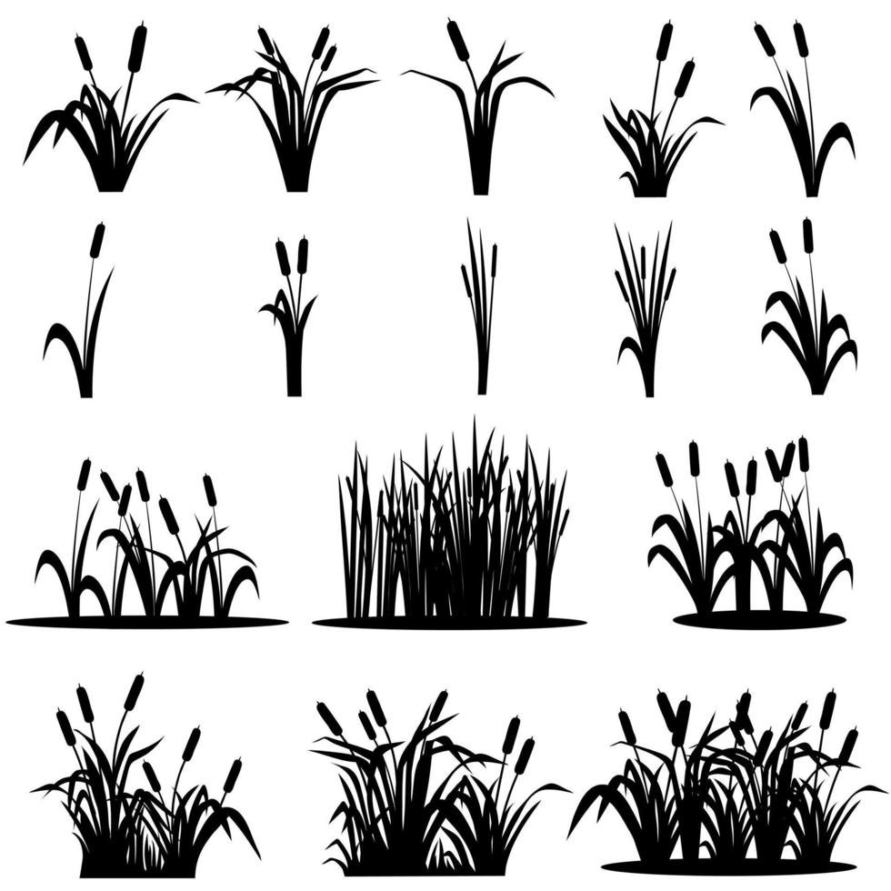 ensemble de vecteurs d'icônes de cattail. collection de signes d'illustration de roseaux. symbole des marais. logo d'herbe. vecteur