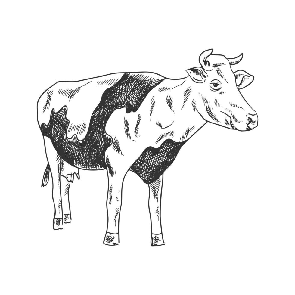 un croquis dessiné à la main d'une vache tachetée. illustration vintage. élément pour la conception d'étiquettes, d'emballages et de cartes postales. vecteur