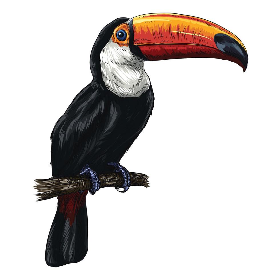 toucan illustration dessinée à la main vecteur