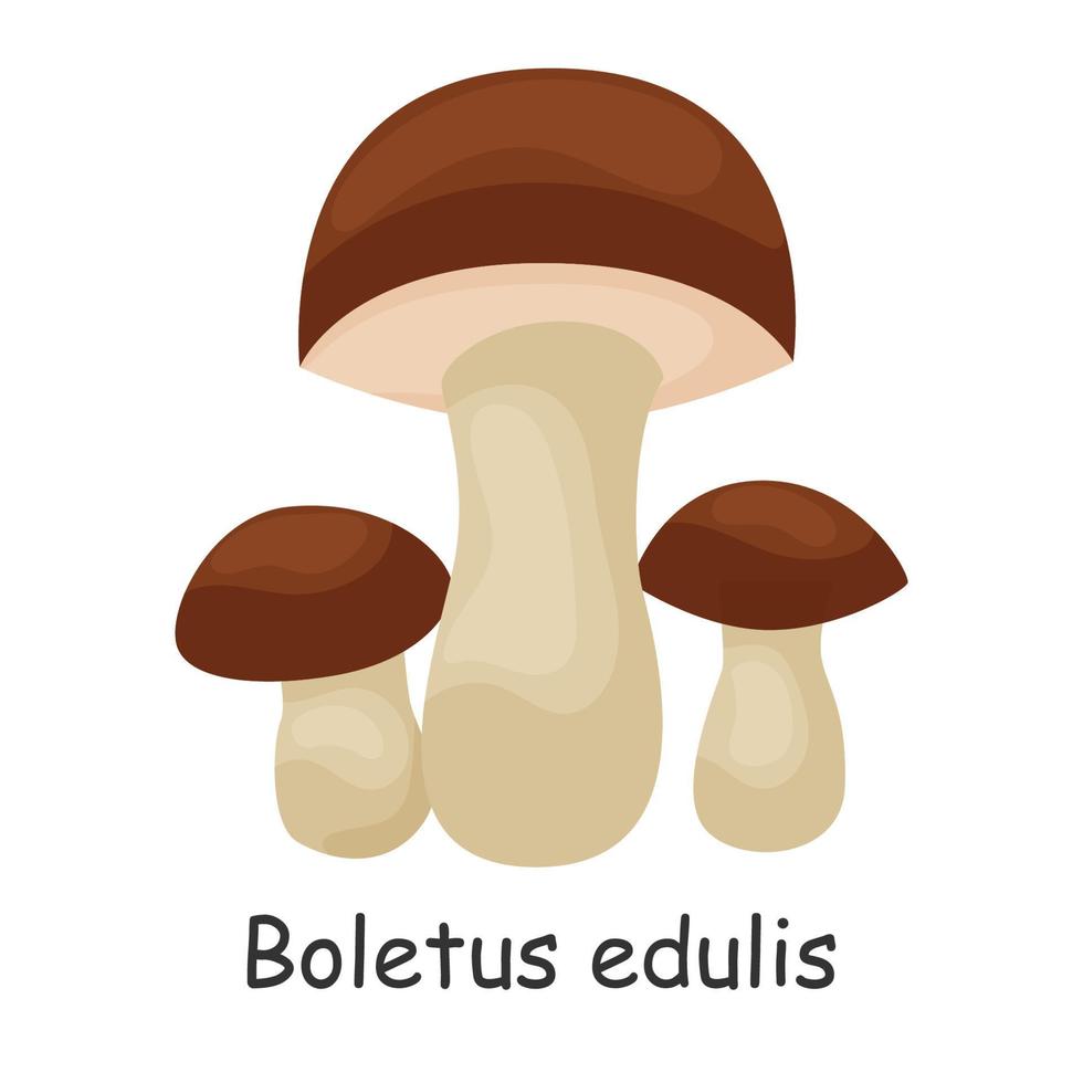 boletus edulis. champignon. isolé sur fond blanc. forêt. pour votre conception. vecteur
