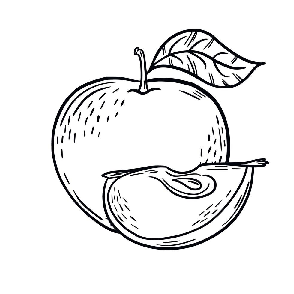 Pomme. esquisser. dessin à main levée. objet isolé sur fond blanc. illustration vectorielle. vecteur