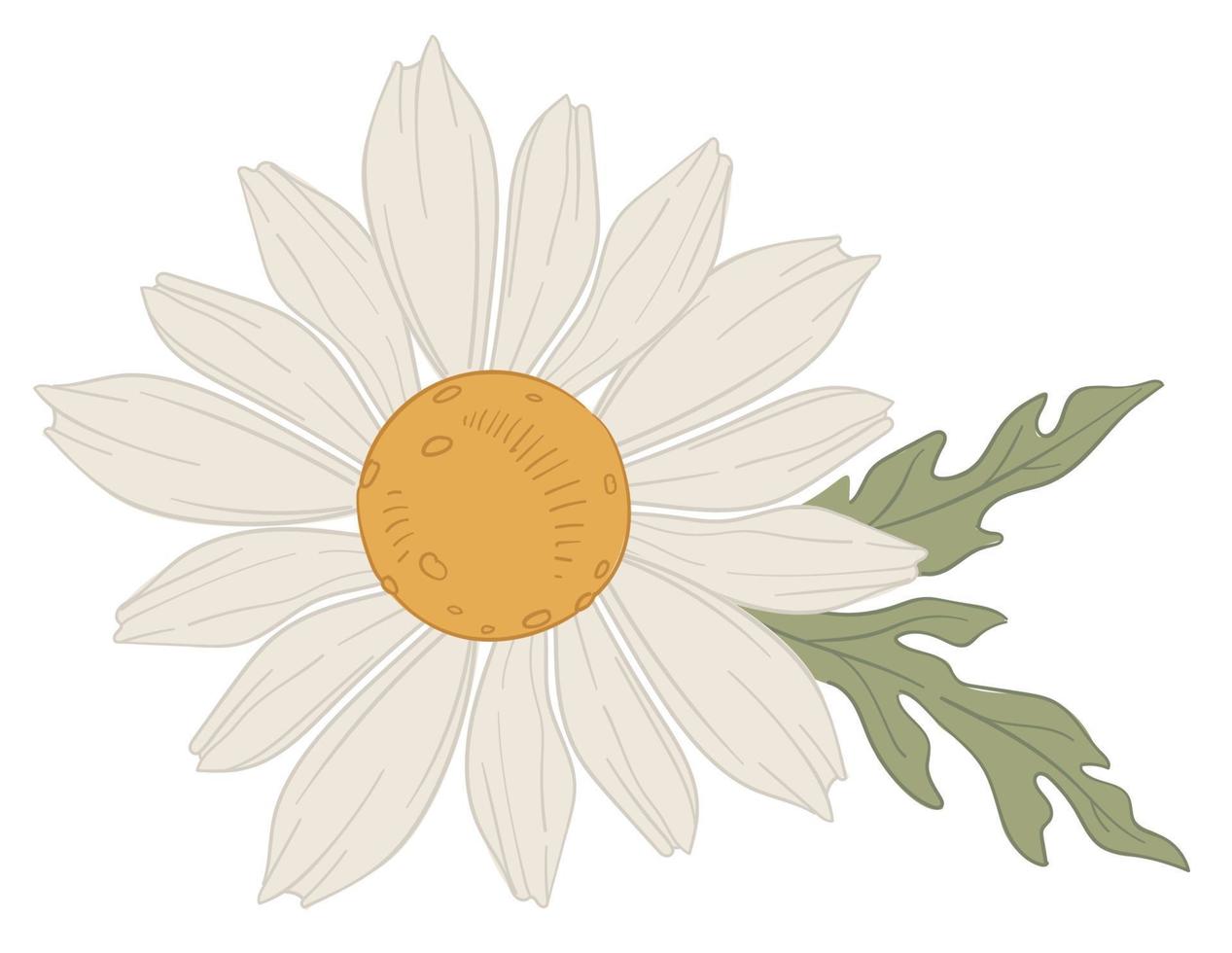 fleur de camomille blanche en vecteur de fleur