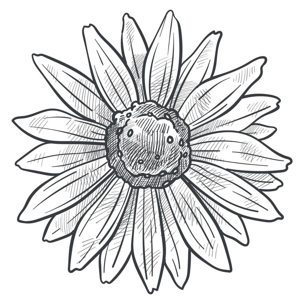 fleur de camomille en fleur vecteur de croquis monochrome