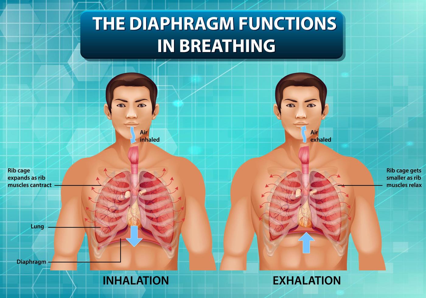 le diaphragme fonctionne en respirant vecteur