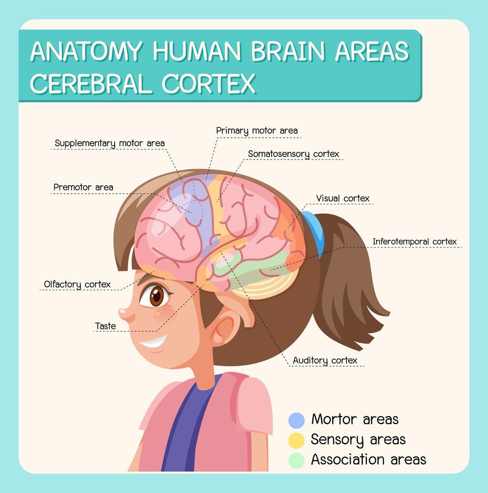 anatomie des zones du cerveau humain cortex cérébral avec étiquette vecteur