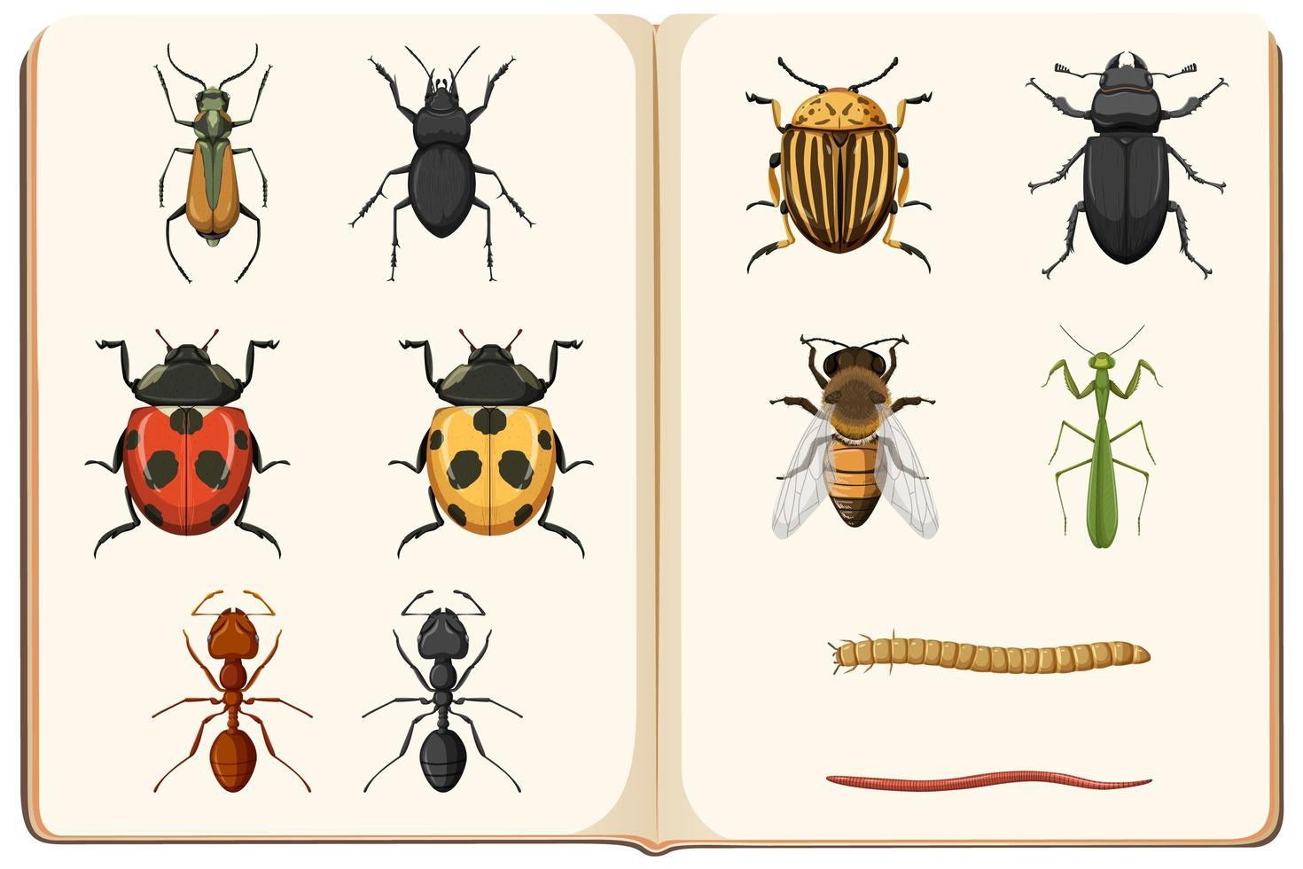 liste d'entomologie de la collection d'insectes vecteur