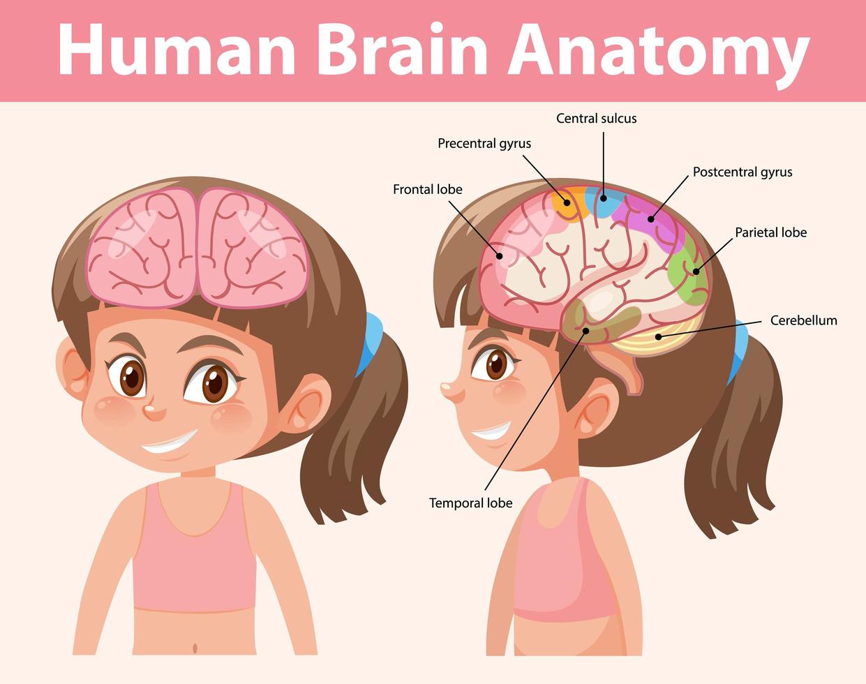 affiche d'information du diagramme du cerveau humain vecteur