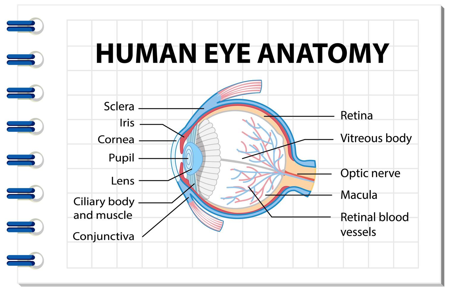 diagramme de l & # 39; anatomie de l & # 39; oeil humain avec étiquette vecteur