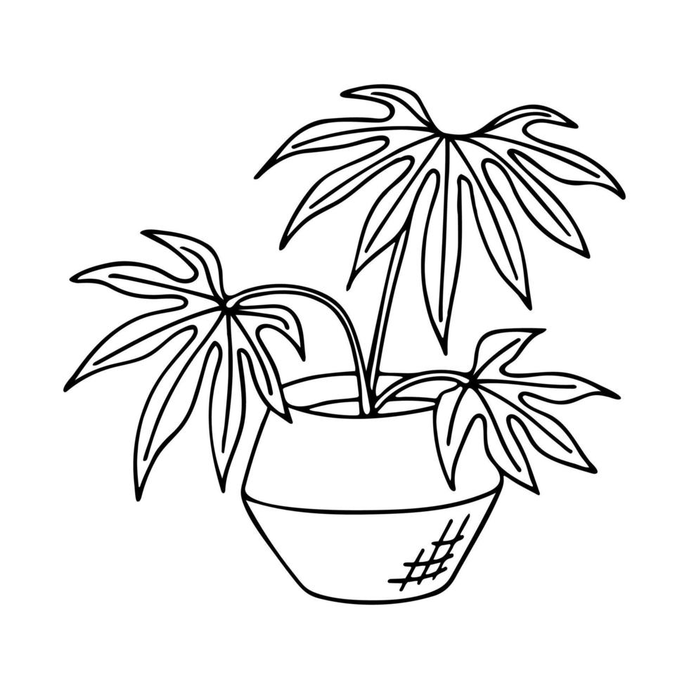 doodle d'anthurium polydactylum en pot. illustration vectorielle dessinés à la main de plante d'intérieur isolée sur fond blanc. vecteur