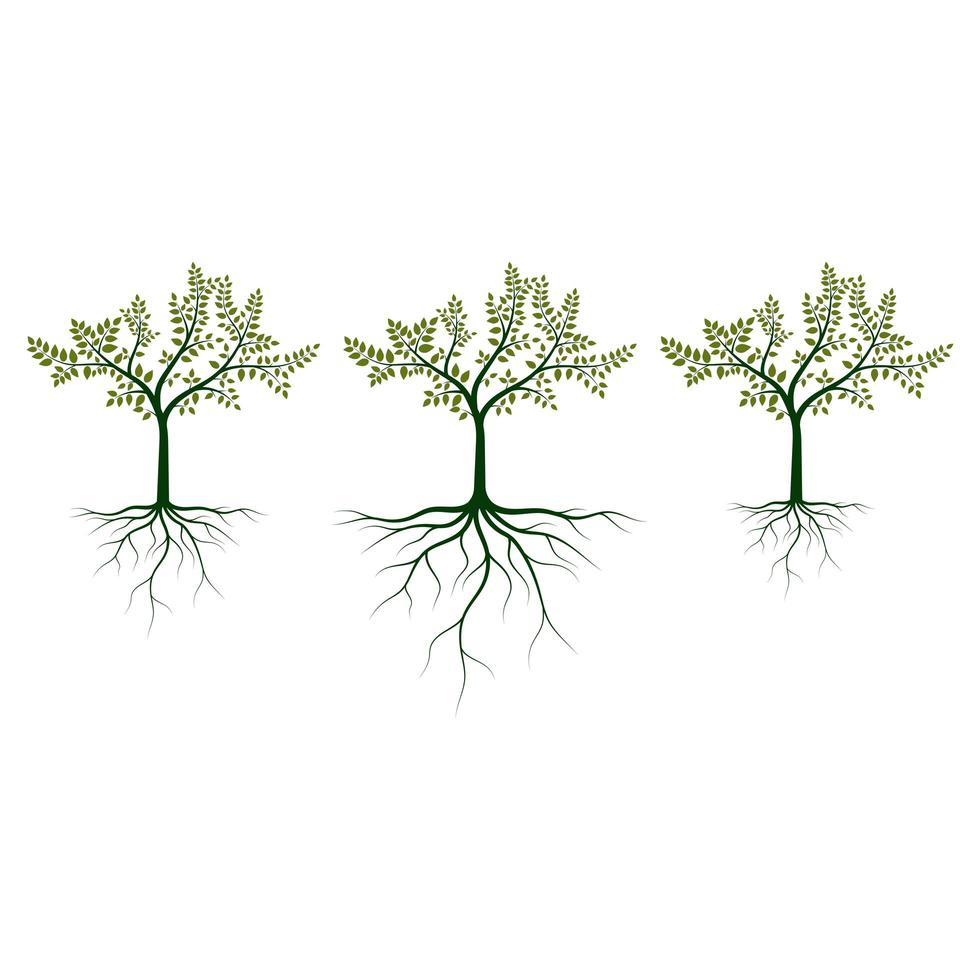 arbre avec illustration de conception de vecteur de racines isolé sur fond blanc