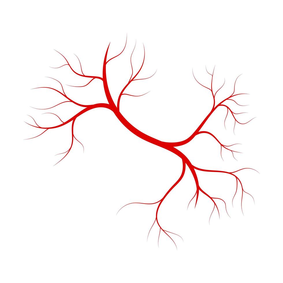 illustration de conception de vecteur de veines rouges isolé sur fond blanc