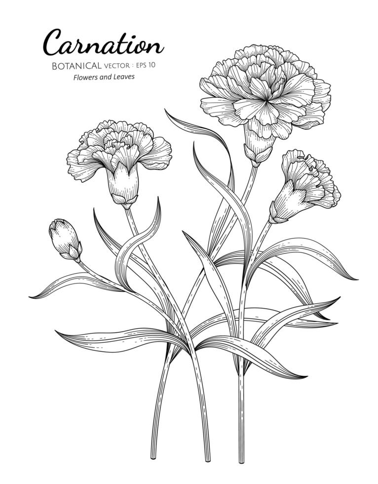 fleur oeillet et feuilles dessins dessinés à la main vecteur
