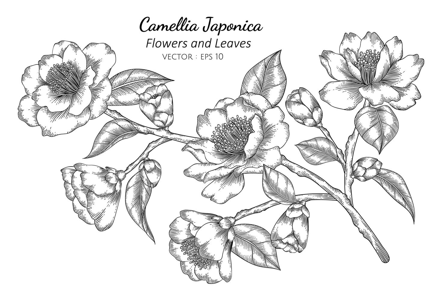 fleur de camélia japonica dessinée à la main vecteur